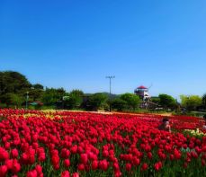 태안 세계튤립 꽃박람회