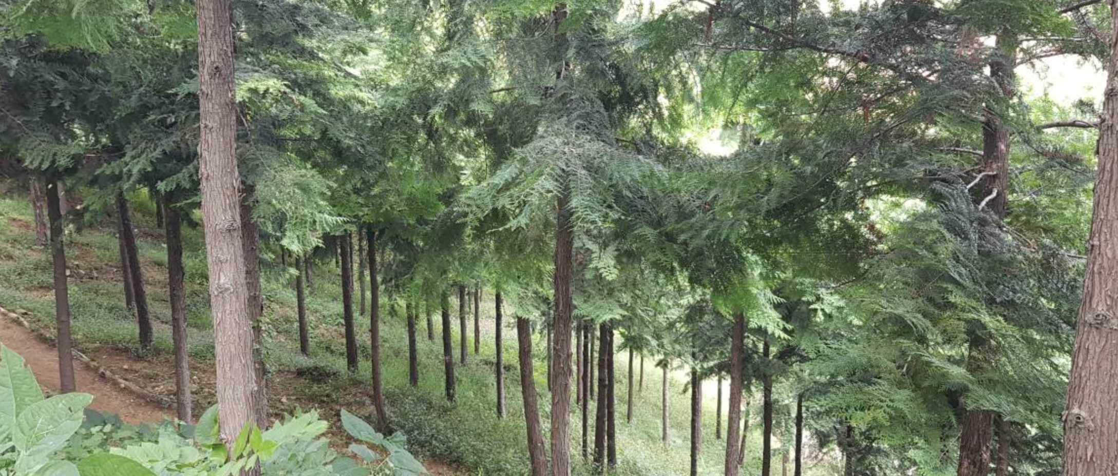 서울 봉산 편백나무 치유의 숲 전경