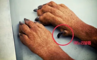 강아지 며느리발톱 그냥 둬도 괜찮을까 관리 제거 수술 총정리 정보모음_9
