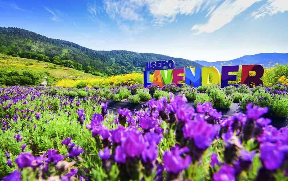거제 지세포진성 꽃동산 라벤더