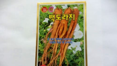 도라지재배법-씨앗-파종시기-심는시기-수확시기