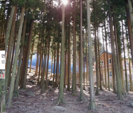 '100억송이' 가을꽃