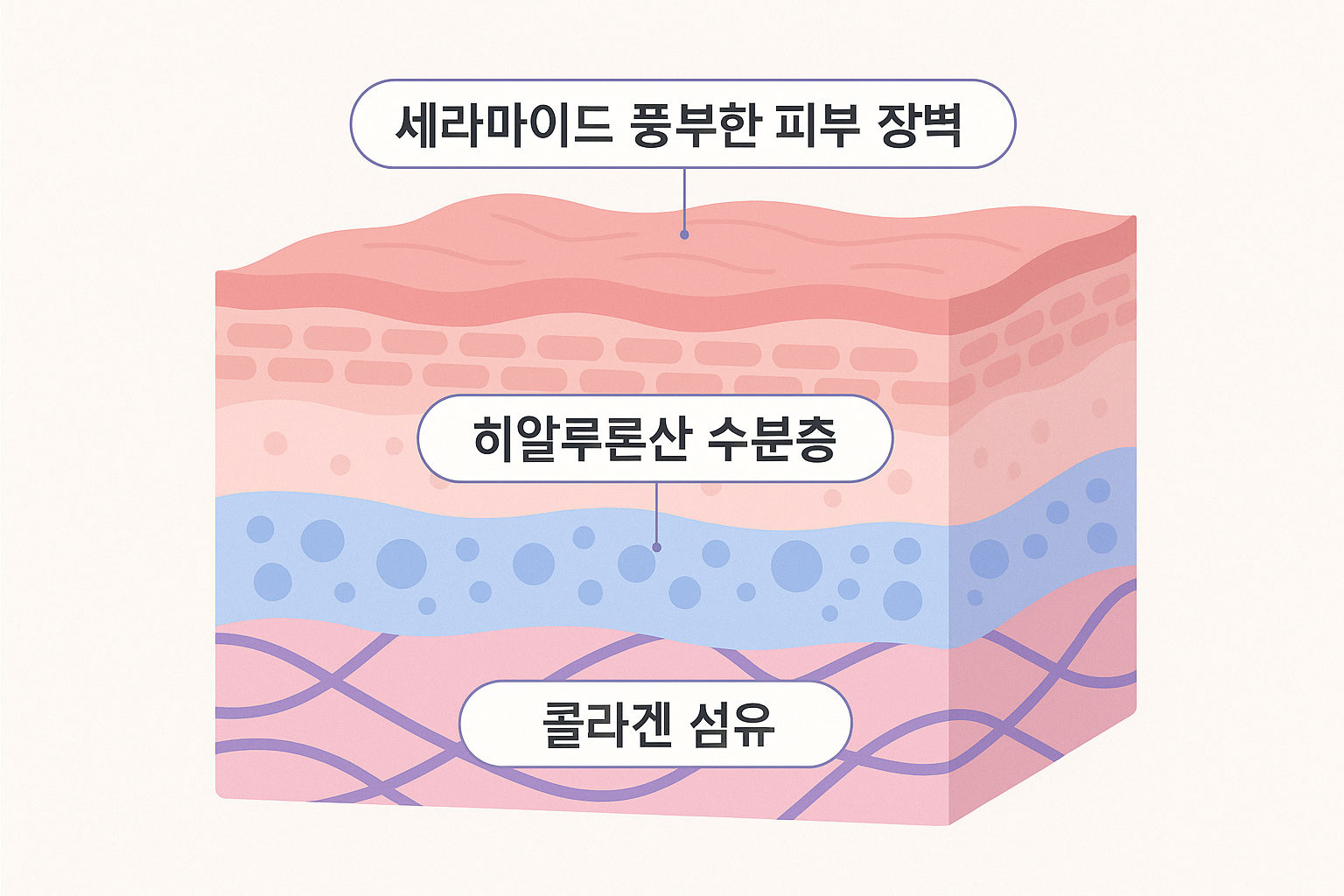 피부 단면을 나누어 콜라겐은 진피층, 히알루론산은 수분층, 세라마이드는 피부 장벽에 표시된 일러스트 인포그래픽