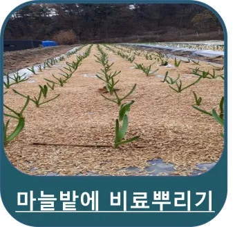 비료 주는 시기 기비 추비 요소 인산 가리 엽면시비_20