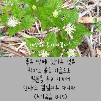 매일성경 묵상과 깨달음(누가복음 8장 1-15절) 씨 뿌리는 자의 비유 말씀_24