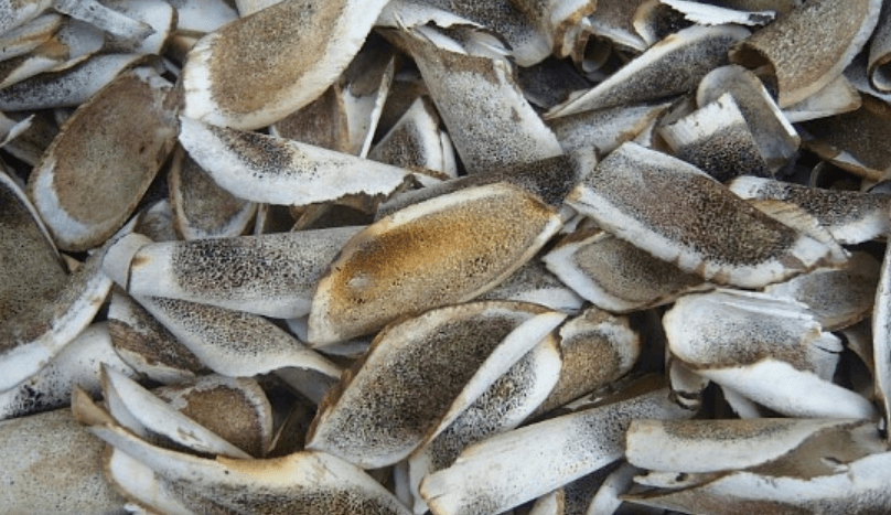 허리에 좋은 음식 녹각이 많은 양이 쌓여 있다