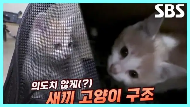 동물농장 재방송 시간 다시보기