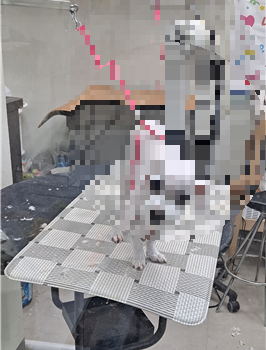 동물 관련 영업소 단속 현장 사진