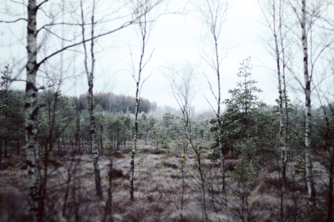 Birch