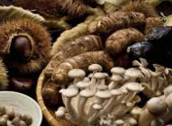 버섯이 체취를 줄여준다 - 과학으로 살펴본 여름철 냄새 관리 전략