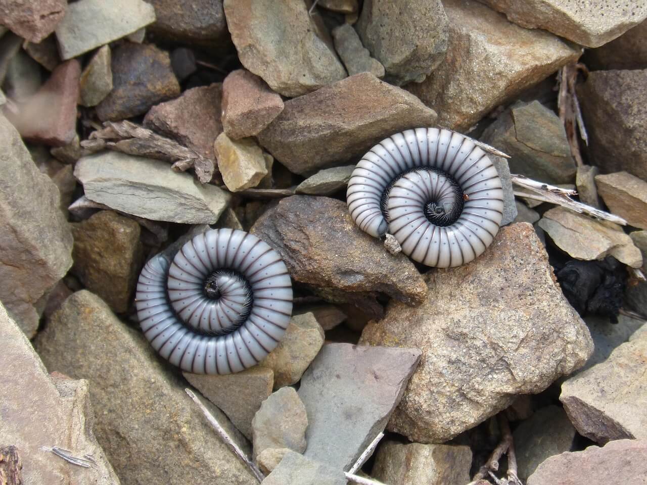 지네 퇴치법