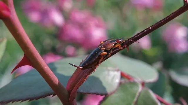좀벌레 생기는 원인과 퇴치법 하얀벌레 제거 방법_1