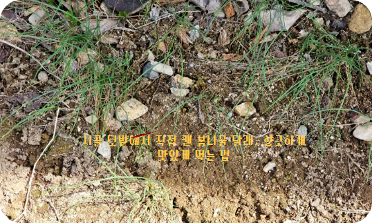 시골 텃밭에서 직접 캔 봄나물 달래, 향긋하게 맛있게 먹는 법