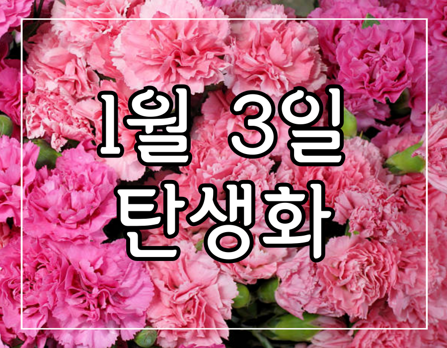이 이미지는 1월 3일 탄생화 카네이션 꽃말 선물에 관한 포스팅의 대표 이미지입니다.