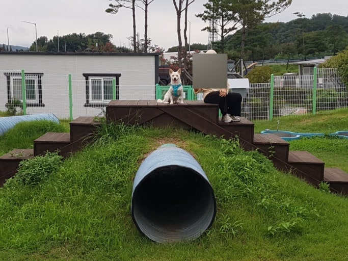 고속도로별 애견 놀이터 휴게소 총정리: 댕댕이와 함께하는 즐거운 휴식! 관련 사진