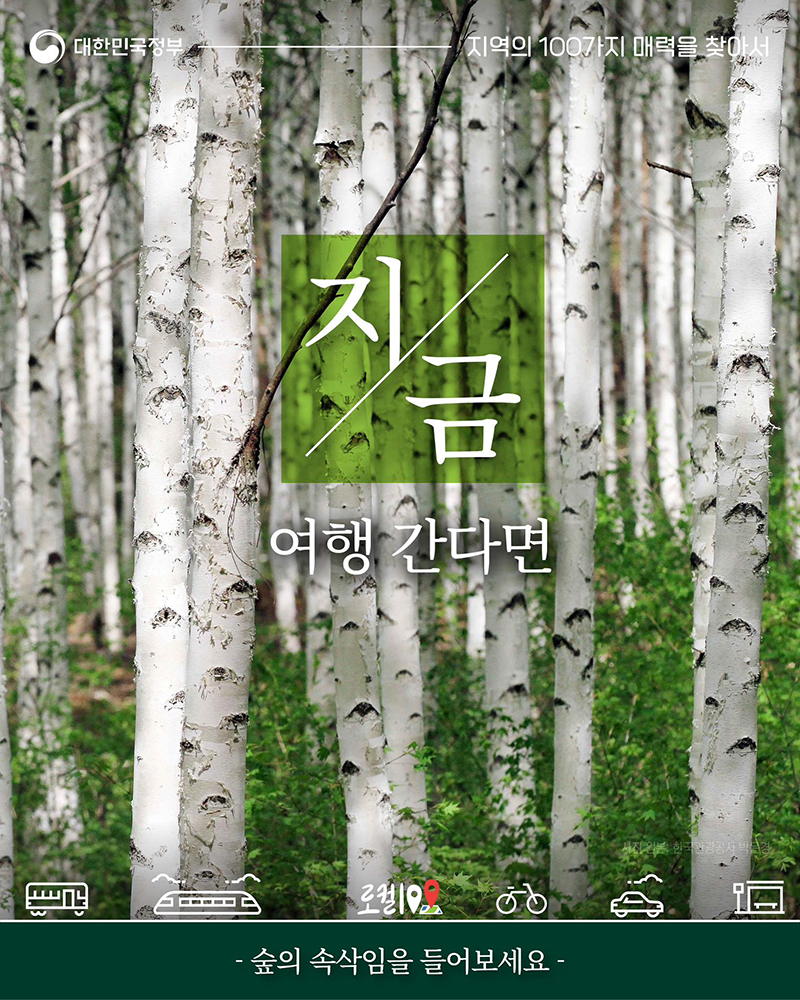 인제 자작나무 숲