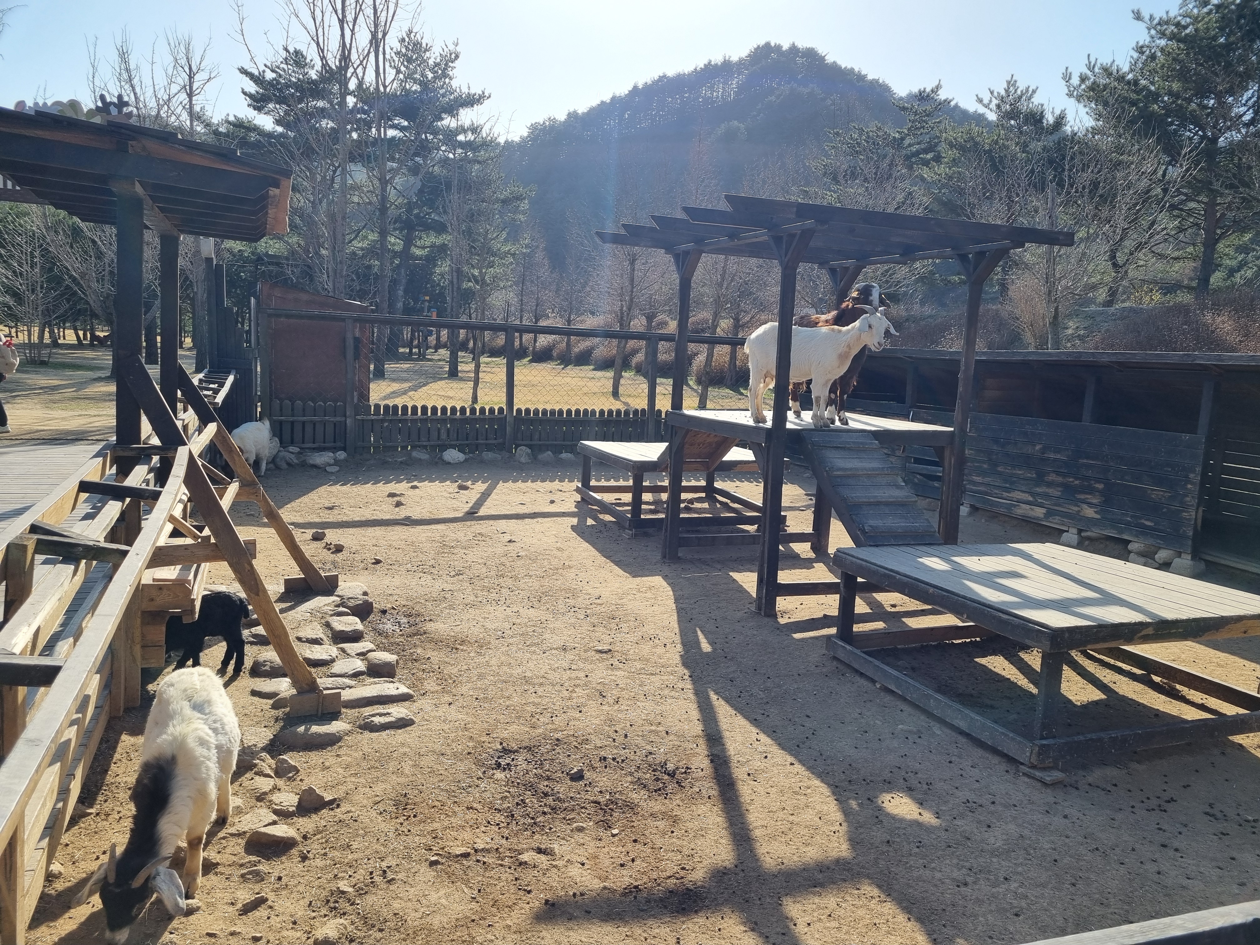 켄싱턴 평창 애니멀 팜 2