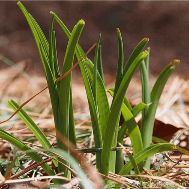 영양 만점 봄나물 원추리