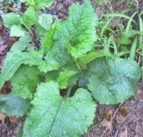 취나물 효능 부작용 칼로리 고르는법