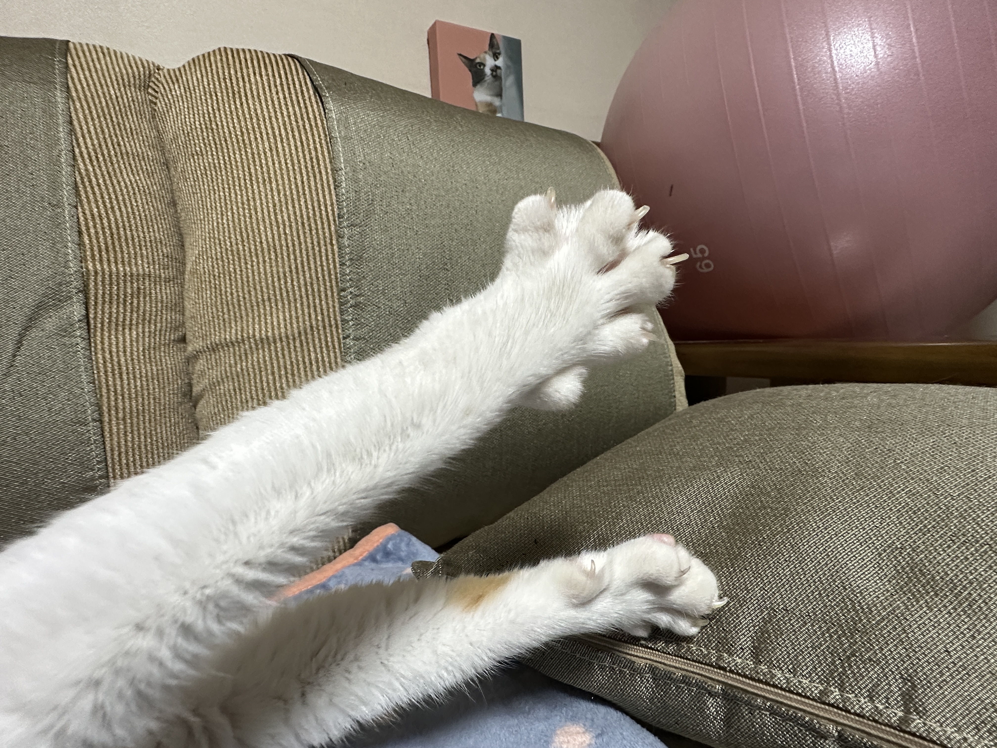 앞발가락을_쭈욱_펴고_기지개_켜는_막둥이