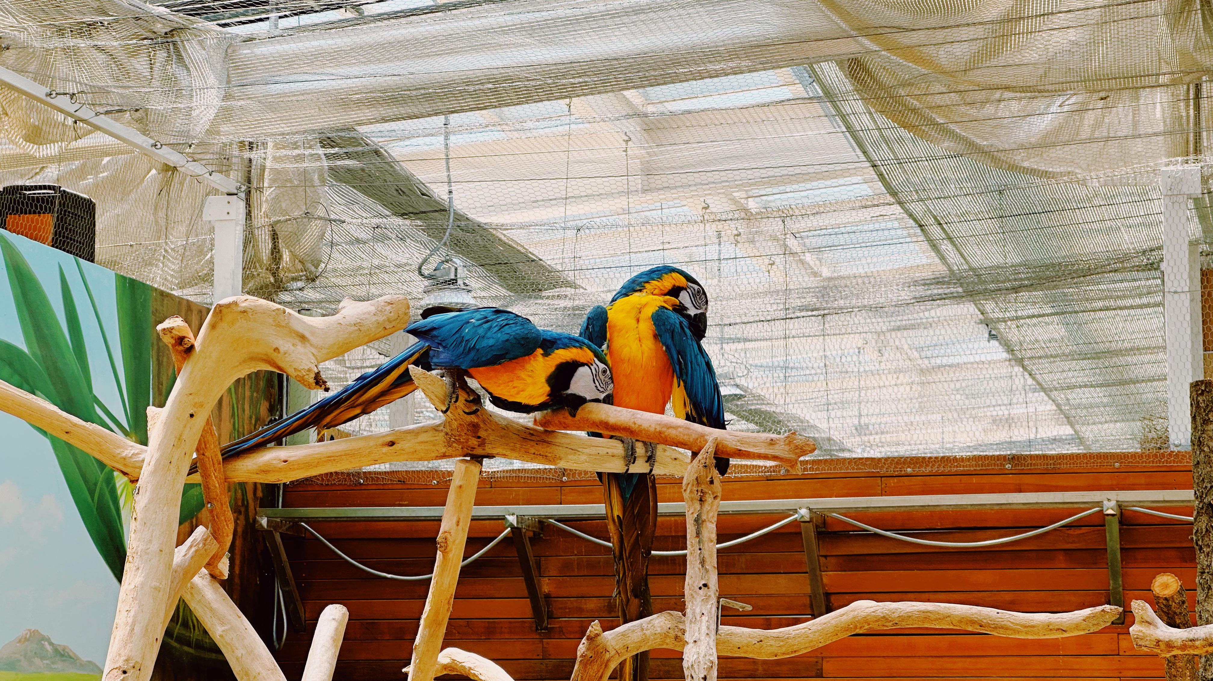 오월드 버드랜드