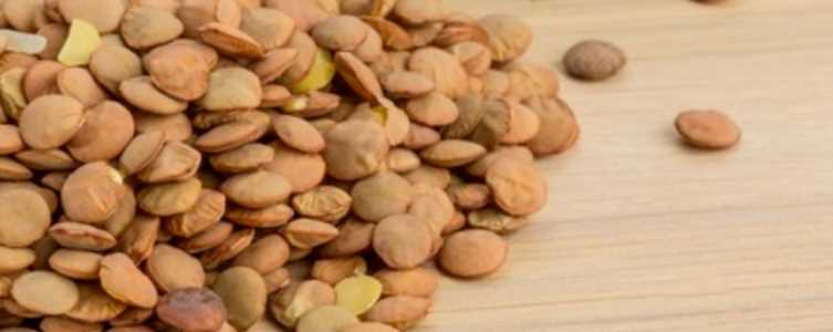 혈압 낮추는 음식 - 렌틸콩