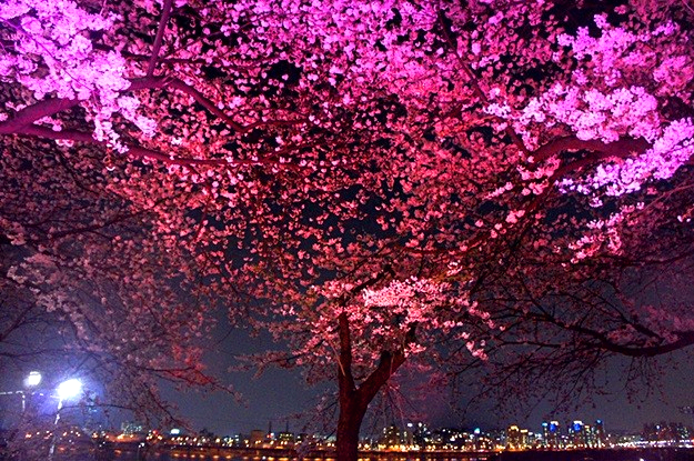 여의도 벚꽃축제