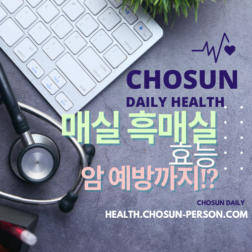 매실 흑매실 효능 매실짱아찌 매실청 만드는법