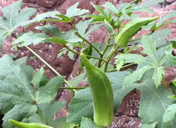 오크라 재배 파종 깊이 따뜻한 흙 물주기 요령_8