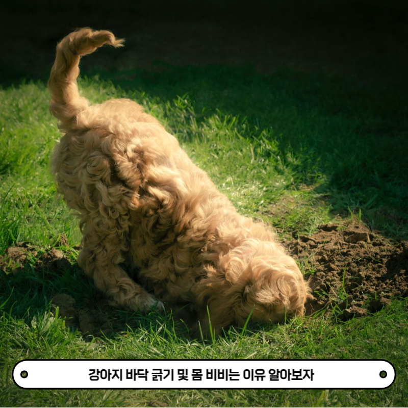 강아지가 땅을 파는 사진