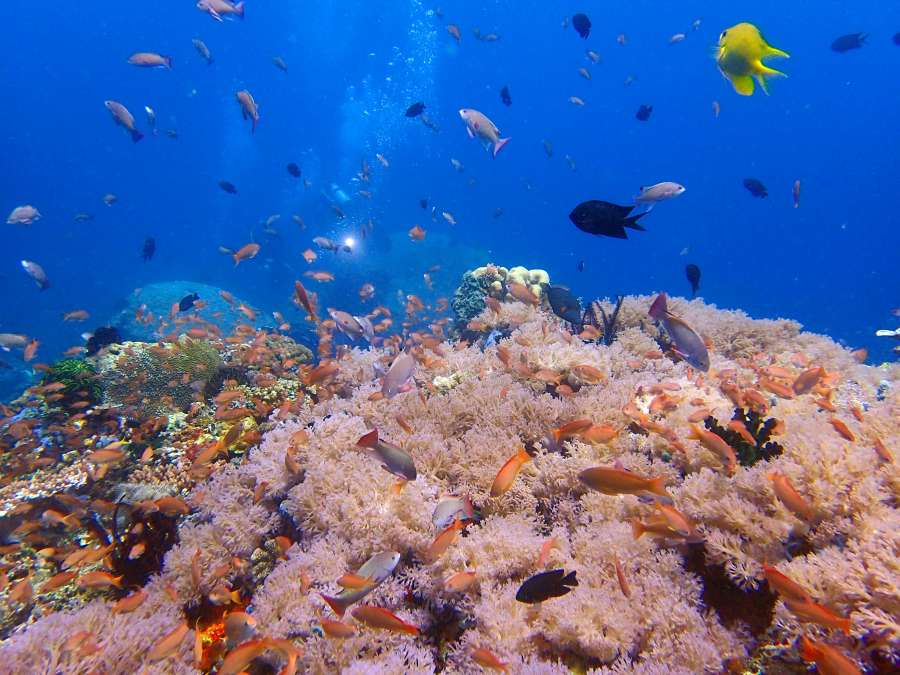 스쿠버다이빙 자격증