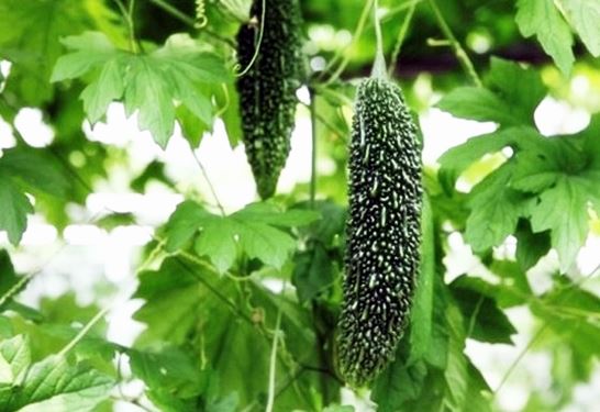 여주 효능