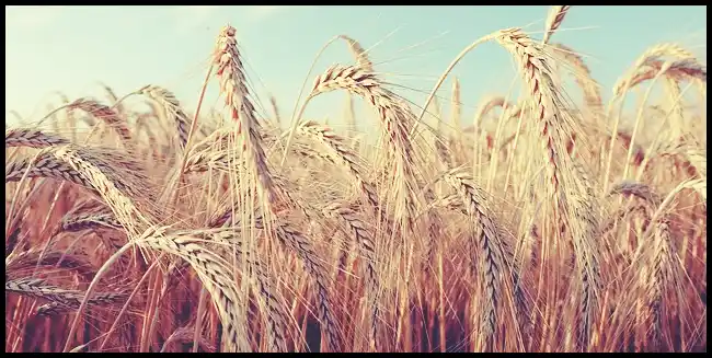 파로 곡물 효능 및 부작용과 먹는 법