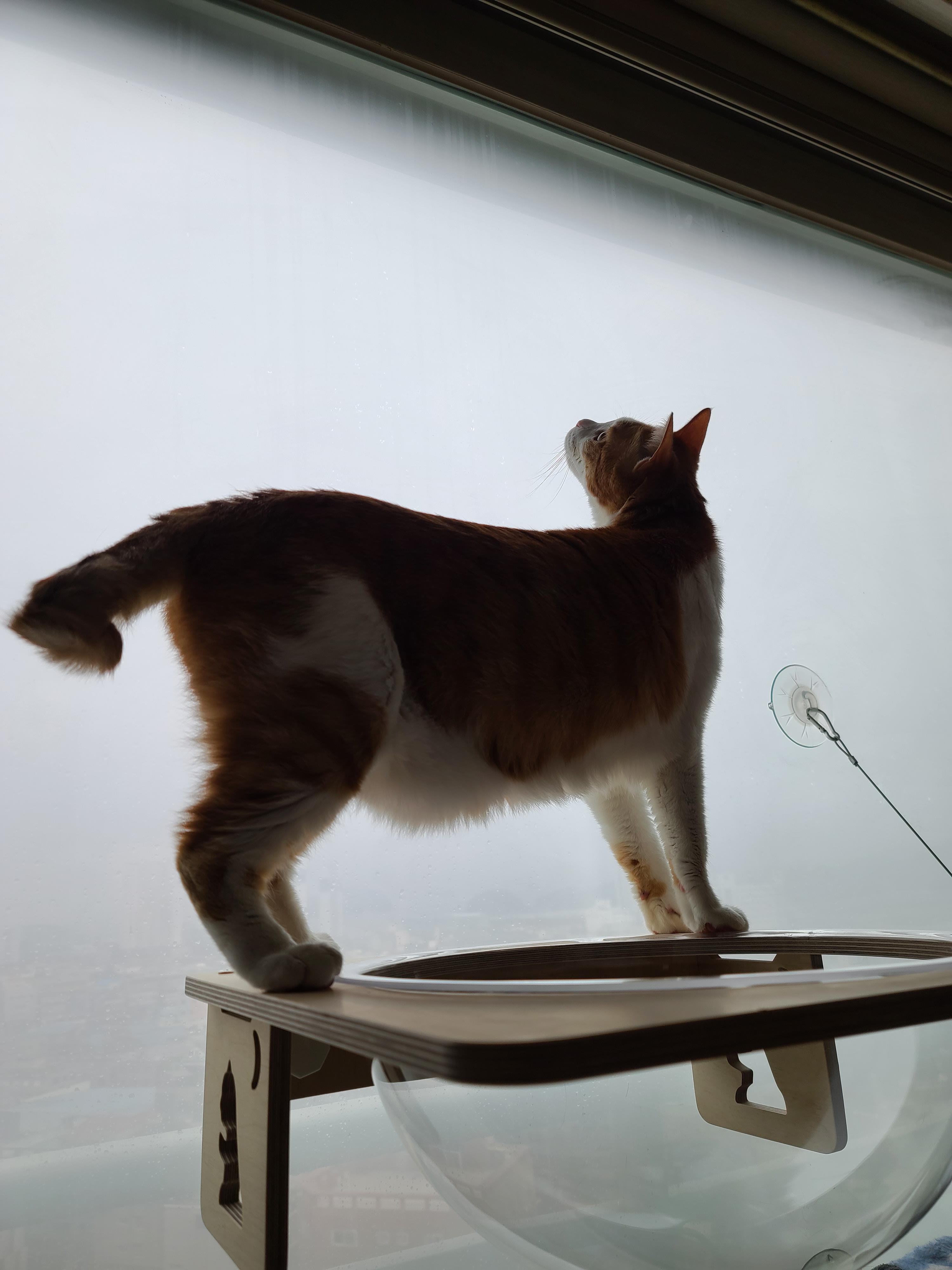 조심성 많고 소심한 막둥이의 캣볼 탐험기!! 결국 막둥이는...