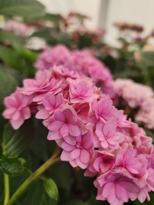 용인 자작나무숲 수국축제