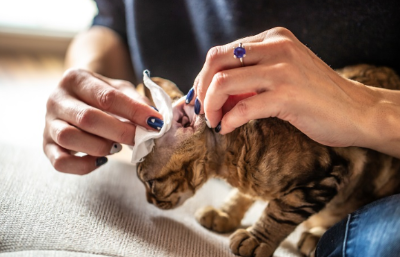 귀를 거즈로 닦고 있는 고양이