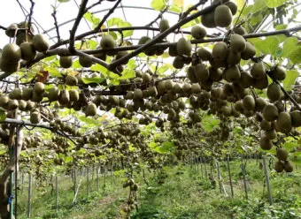 키위 재배 수분 수정 덩굴 유인 월동 대비_3