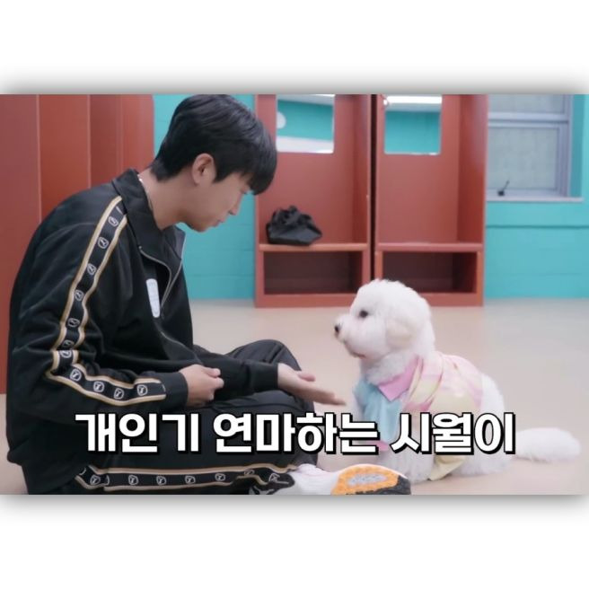임영웅 반려견 시월이 총정리｜견종 코통 드 튈레아르&middot;나이&middot;생일&middot;입양 사연&middot;또또 뮤직비디오