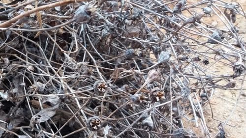 도라지-씨앗-종자-채종