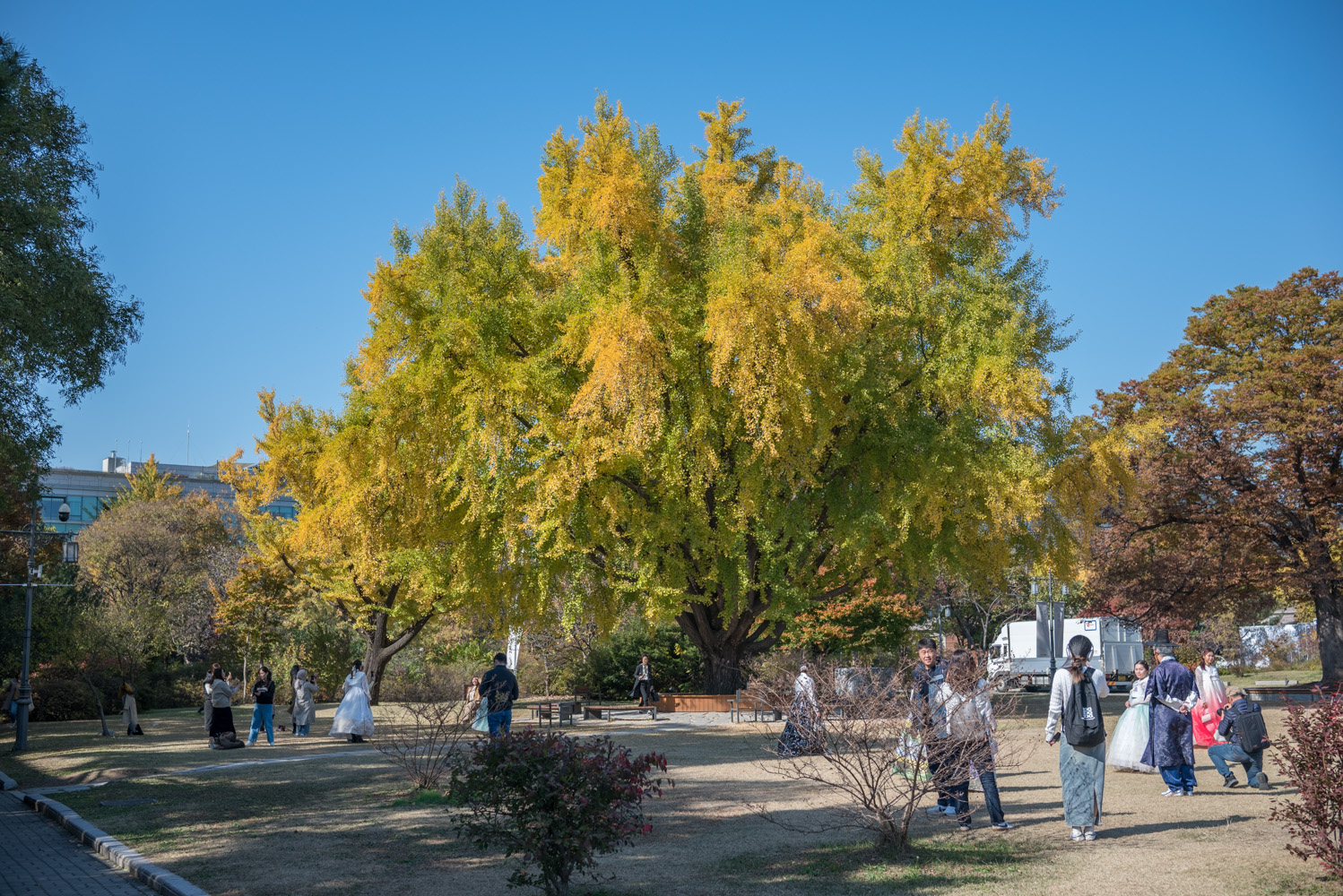 은행 단풍 맛집 경복궁 돌담길