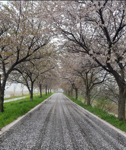 만경강 벚꽃 이미지 1