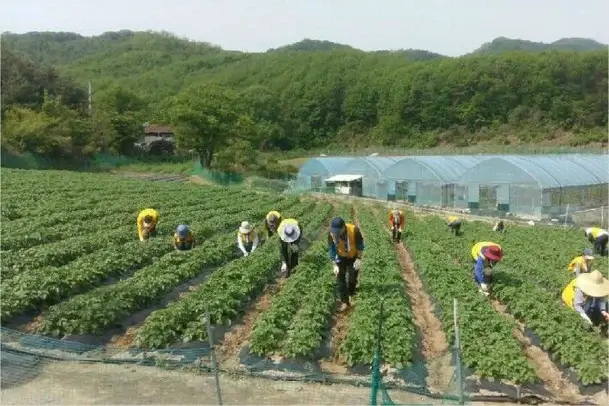 임실 신덕면 밭일 봉사 활동 전경