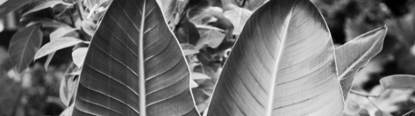 여인초 꽃말: 봄과 여름