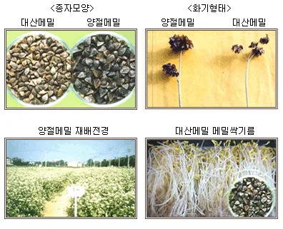 메밀 재배 파종 적기 배수 관리 비료 절감 요령_2