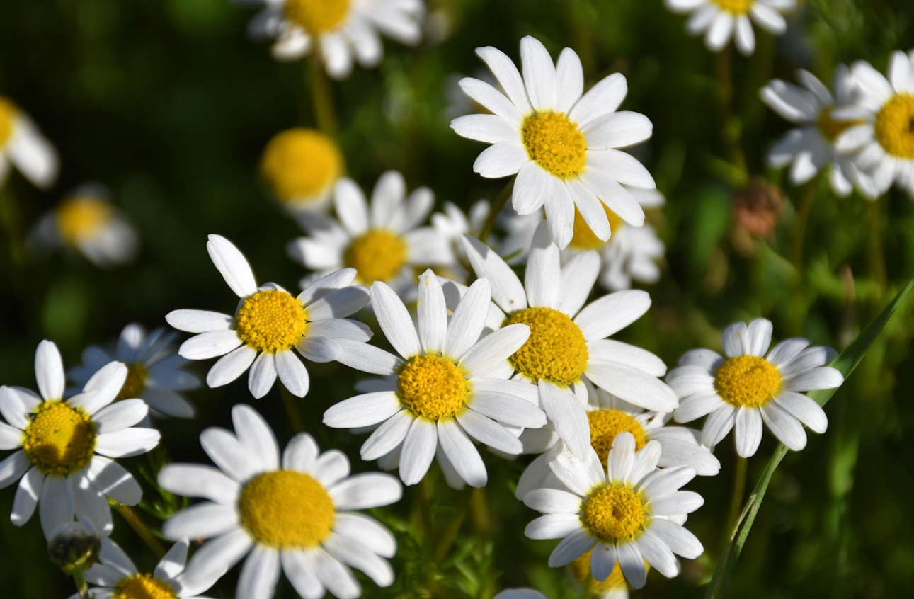 흡연이 인체에 끼치는 장기적 피해에 대한 사진