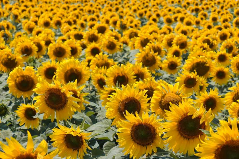 파주 해바라기 축제