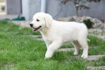 골든 리트리버 분양 가격 성격 장단점_18