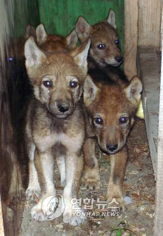 대전 오월드 늑대 늑구 탈출 원인 암컷 드론 생포