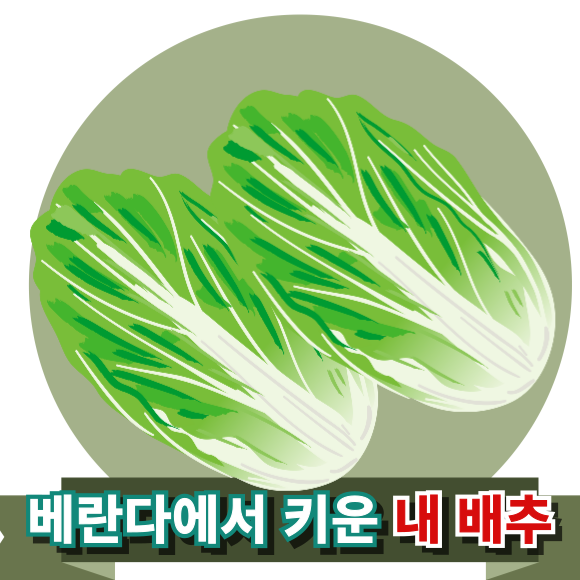 화분 배추