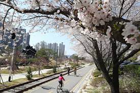 벚꽃 개화시기 2023